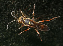 Sceliphron curvatum / Orientalische Mauerwespe / Langstielgrabwespen - Sphecidae - Sceliphrinae / Ordnung: Hautflügler - Hymenoptera