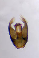 Trypoxylon clavicerum Lepeletier & Serville, 1828 / Genital / Grabwespen - Crabronidae