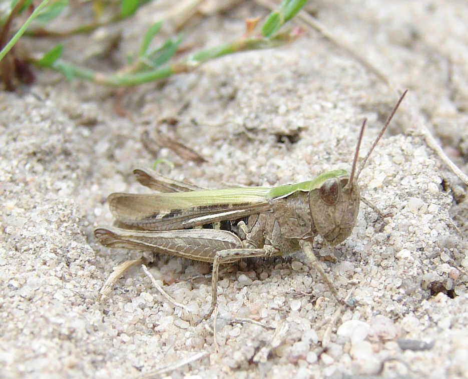 Chorthippus mollis / Verkannter Grashüpfer / Feldheuschrecken - Acrididae / Unterfamilie: Grashüpfer - Gomphocerinae / Kurzfühlerschrecken - Caelifera