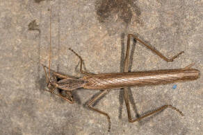 Ameles heldreichi Brunner von Wattenwyl, 1882 / Fangschrecken - Mantidae / Ordnung: Fangschrecken - Mantodea