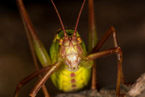 Barbitistes serricauda / Laubholz-Säbelschrecke / Laubheuschrecken - Tettigoniidae / Sichelschrecken - Phaneropterinae / Langfühlerschrecken - Ensifera