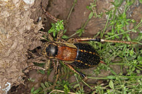 Callimenus (=Bradyporus) macrogaster / Big-Bellied Glandular Bush-Cricket / Laubheuschrecken - Tettigoniidae - Bradyporinae