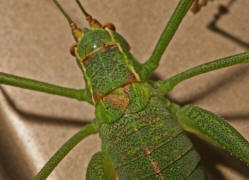 Leptophyes punctatissima / Gewöhnliche Zartschrecke (Weibchen) / Familie Laubheuschrecken - Tettigoniidae / Ordnung: Langfühlerschrecken - Ensifera