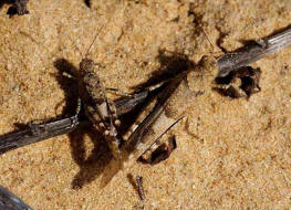 Sphingonotus caerulans / Blauflgelige Sandschrecke / Feldheuschrecken - Acrididae / Unterfamilie: dlandschrecken - Oedipodinae Ordnung: Kurzfhlerschrecken - Caelifera