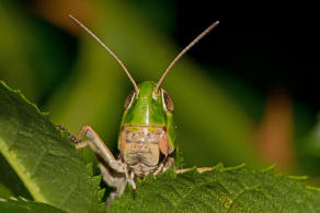 Stenobothrus lineatus / Heidegrashüpfer / Familie: Acrididae - Feldheuschrecken / Unterfamilie: Gomphocerinae - Grashüpfer / Ordnung: Caelifera - Kurzfühlerschrecken
