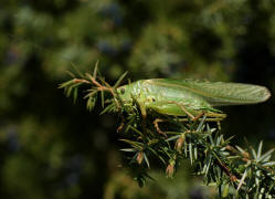 Tettigonia viridissima / Grünes Heupferd / Ordnung: Langfühlerschrecken - Ensifera / Familie Laubheuschrecken - Tettigoniidae