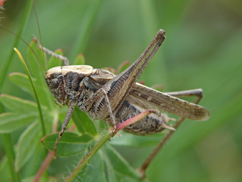 Platycleis albopunctata / Westliche Beißschrecke / Laubheuschrecke - Tettigoniidae / Ordnung: Langfühlerschrecken - Ensifera