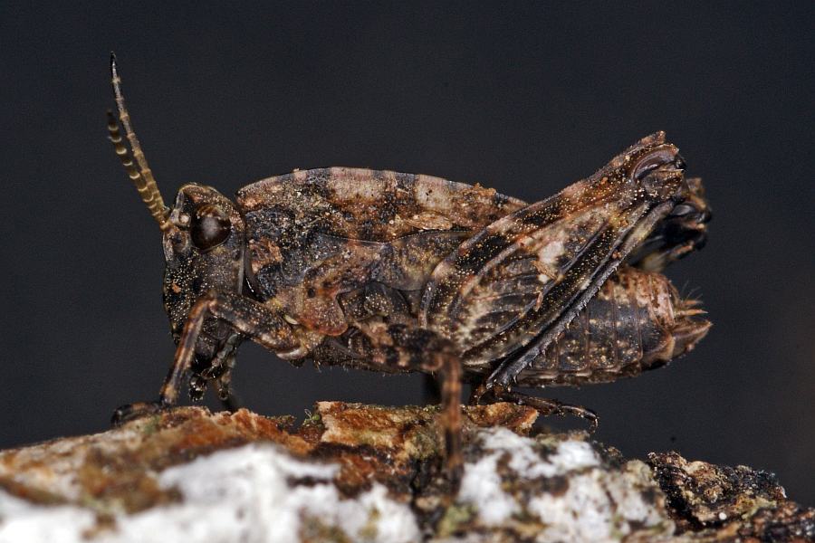Tetrix undulata / Gemeine Dornschrecke / Dornschrecken - Tetrigidae / Unterordnung: Kurzfühlerschrecken - Caelifera 