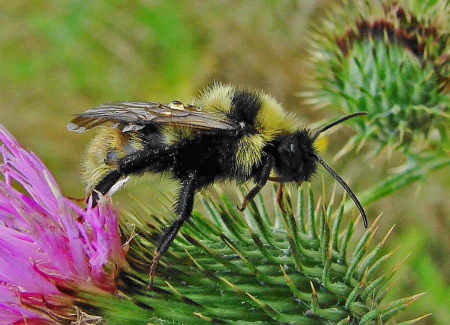 Bombus campestris / Feld-Kuckuckshummel (Männchen) / Apinae (Echte Bienen) / Ordnung: Hautflügler - Hymenoptera