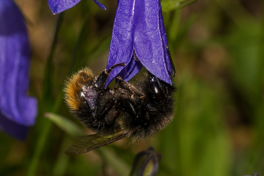 Bombus soroeensis / Glockenblumenhummel / Distelhummel / Apidae (Echte Bienen) / Hautflügler - Hymenoptera