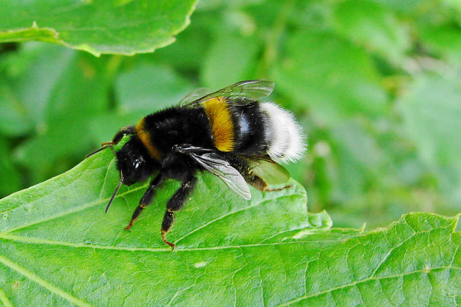 Bombus terrestris / Dunkle Erdhummel / Apinae (Echte Bienen) / Ordnung: Hautflügler - Hymenoptera