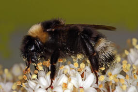 Bombus bohemicus (syn. Psithyrus bohemicus) / Böhmische Kuckuckshummel (Angebundene Kuckuckshummel) / Apinae (Echte Bienen) / Ordnung: Hautflügler - Hymenoptera