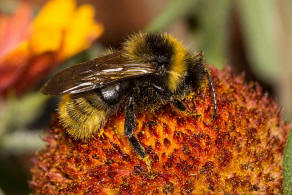 Bombus campestris / Feld-Kuckuckshummel (Männchen) / Apidae (Echte Bienen) / Ordnung: Hautflügler - Hymenoptera