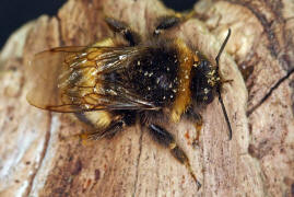 Bombus cryptarum / Kryptarum Erdhummel / Apinae (Echte Bienen) / Ordnung: Hautflügler - Hymenoptera