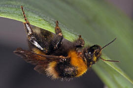 Bombus hortorum / Gartenhummel / Apinae (Echte Bienen) / Ordnung: Hautflügler - Hymenoptera
