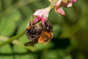 Bombus hypnorum / Baumhummel / Apinae (Echte Bienen) / Ordnung: Hautflügler - Hymenoptera