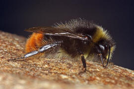 Bombus lapidarius / Steinhummel / Männchen / Apinae (Echte Bienen) / Ordnung: Hautflügler - Hymenoptera