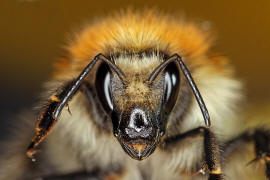 Bombus pascuorum / Ackerhummel / Apinae (Echte Bienen) / Ordnung: Hautflügler - Hymenoptera