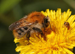 Bombus pascuorum / Ackerhummel / Apinae (Echte Bienen) / Ordnung: Hautflügler - Hymenoptera