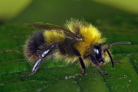Bombus pratorum / Wiesenhummel (Männchen) / Apinae (Echte Bienen) / Ordnung: Hautflügler - Hymenoptera