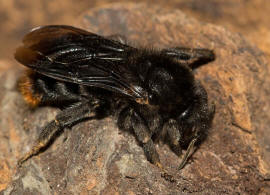 Bombus (Psithyrus) rupestris / Rotschwarze Kuckuckshummel / Felsen-Kuckuckshummel / Apidae (Echte Bienen) / Ordnung: Hautflügler - Hymenoptera