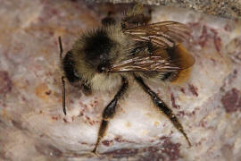Bombus sylvarum (Drohn) / Bunte Hummel / Waldhummel / Echte Bienen - Apinae
