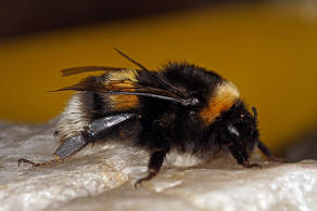 Bombus terrestris ssp. dalmatinus /  Apidae (Echte Bienen) / Ordnung: Hautflügler - Hymenoptera