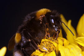 Bombus terrestris / Dunkle Erdhummel / Echte Bienen - Apinae