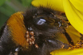 Bombus terrestris / Dunkle Erdhummel / Echte Bienen - Apinae