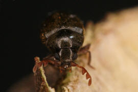 Dorcatoma dresdensis / Fingerfühler-Porling-Pochkäfer / Pochkäfer - Anobiidae