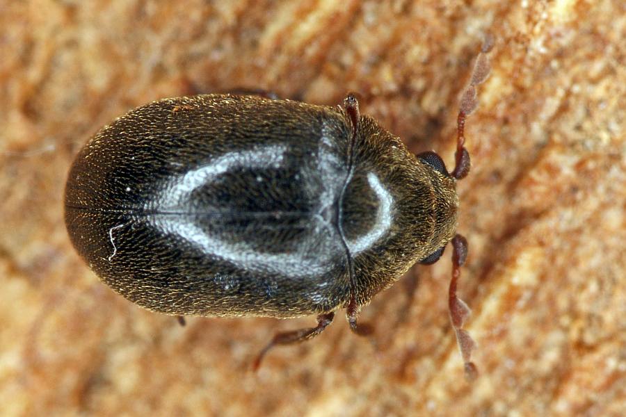 Dorcatoma dresdensis / Fingerfühler-Porling-Pochkäfer / Pochkäfer - Anobiidae