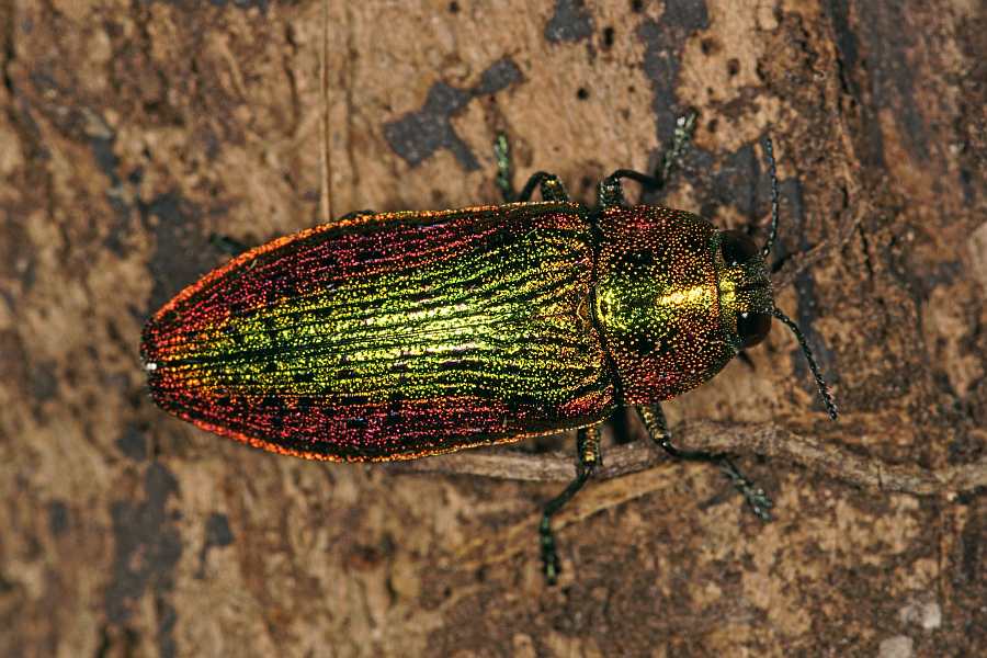 Scintillatrix rutilans / Großer Linden-Prachtkäfer / Prachtkäfer - Buprestidae - Chrysochroinae