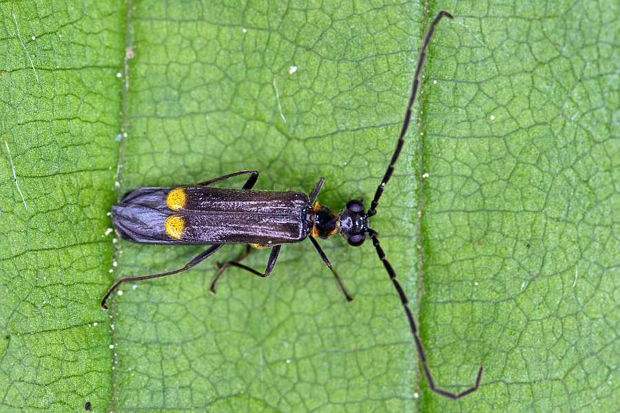 Malthodes marginatus / Gerandeter Fliegenkäfer / Weichkäfer - Cantharidae - Malthininae