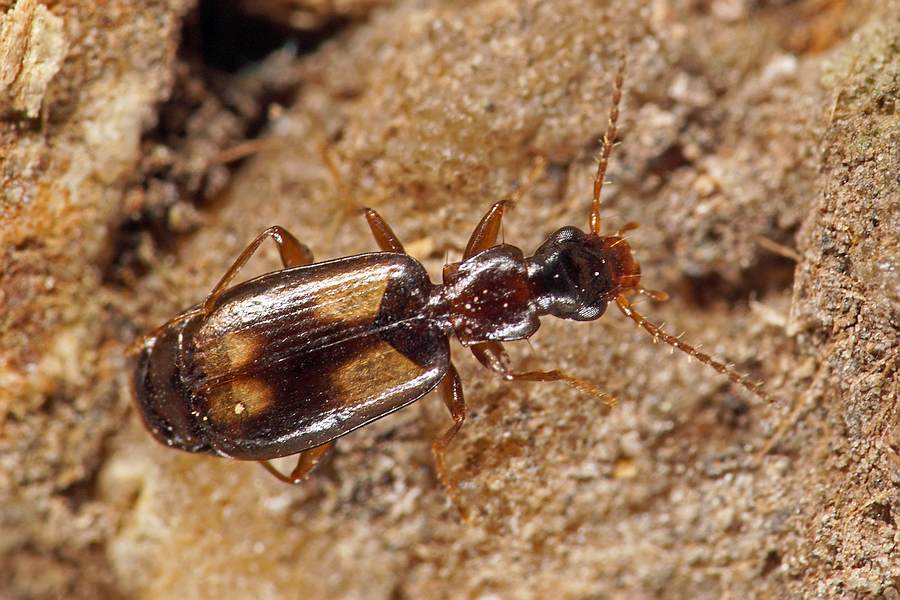 Calodromius spilotus / Kleiner Rindenläufer / Laufkäfer - Carabidae - Harpalinae - Lebiini
