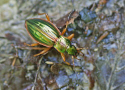 Carabus auratus / Goldlaufkfer / Laufkfer - Carabidae - Carabinae