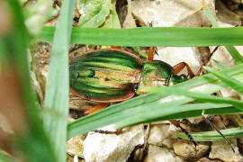 Carabus auratus / Goldlaufkfer / Laufkfer - Carabidae - Carabinae