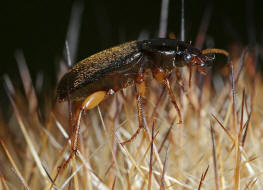 Pseudoophonus griseus / Stumpfhalsiger Haarschnellläufer / Laufkäfer - Carabidae - Harpalinae - Schnellläufer