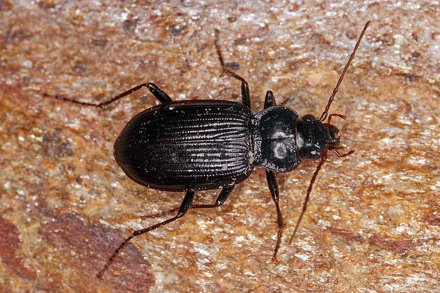 Nebria brevicollis / Gewöhnlicher Dammläufer / Laufkäfer - Carabidae - Nebriinae