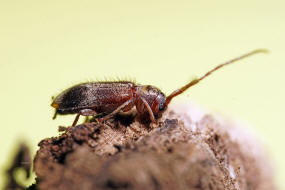 Exocentrus lusitanus / Linden-Wimperhornbock / Bockkäfer - Cerambycidae - Lamiinae