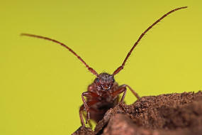 Exocentrus lusitanus / Linden-Wimperhornbock / Bockkäfer - Cerambycidae - Lamiinae