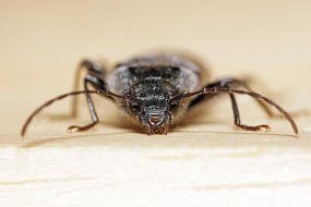 Hylotrupes bajulus / Hausbock / Bockkäfer - Cerambycidae