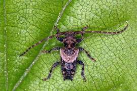 Pogonocherus hispidus / Dorniger Wimperbock / Bockkäfer - Cerambycidae - Lamiinae