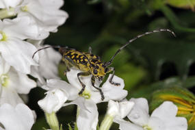 Saperda scalaris / Leiterbock / Bockkäfer - Cerambycidae - Lamiinae