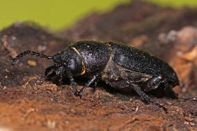 Spondylis buprestoides / Waldbock / Walzenbock / Bockkäfer - Cerambycidae - Spondylidinae