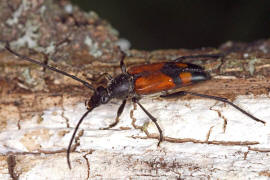 Stenurella bifasciata / Zweibindiger Schmalbock (syn. Strangalia bifasciata) / Bockkäfer - Cerambycidae - Lepturinae - Schmalböcke