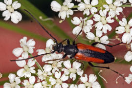 Stenurella melanura / Kleiner Schmalbock / Bockkäfer - Cerambycidae - Lepturinae - Schmalböcke