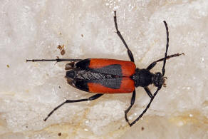 Stictoleptura cordigera / Beherzter Halsbock / Bockkäfer - Cerambycidae - Lepturinae - Schmalböcke