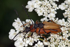 Stictoleptura rubra / Rothalsbock (syn. Corymbia rubra) / Bockkäfer - Cerambycidae - Schmalböcke - Lepturinae