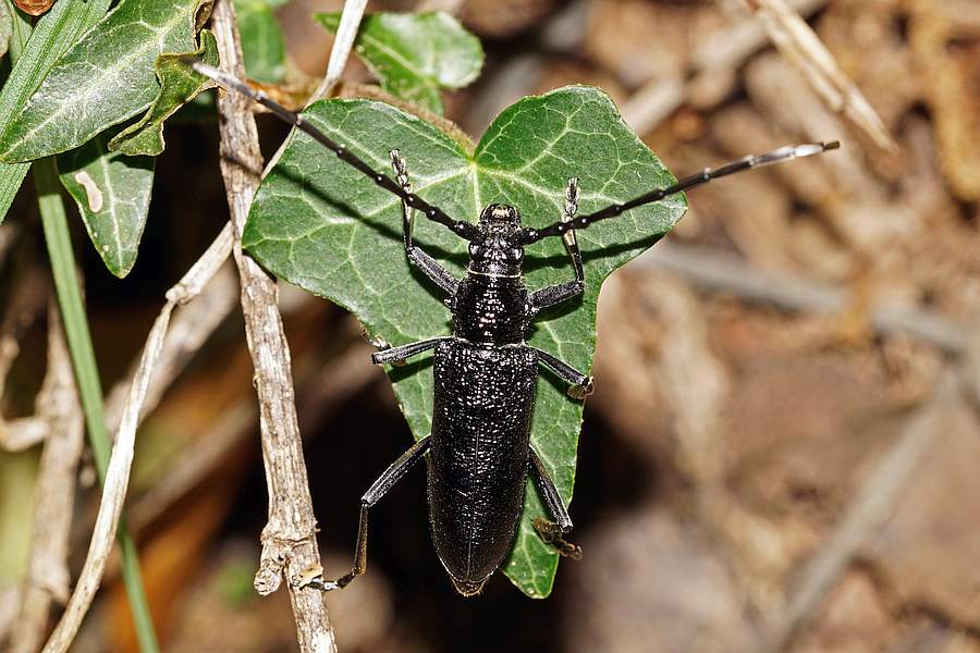 Cerambyx scopolii / Kleiner Eichenbock / Bockkäfer - Cerambycidae / Unterfamilie: Cerambycinae