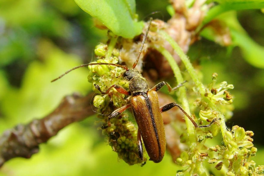 Cortodera humeralis / Eichen-Tiefaugenbock / Familie: Bockkäfer - Cerambycidae - Schmalböcke - Lepturinae